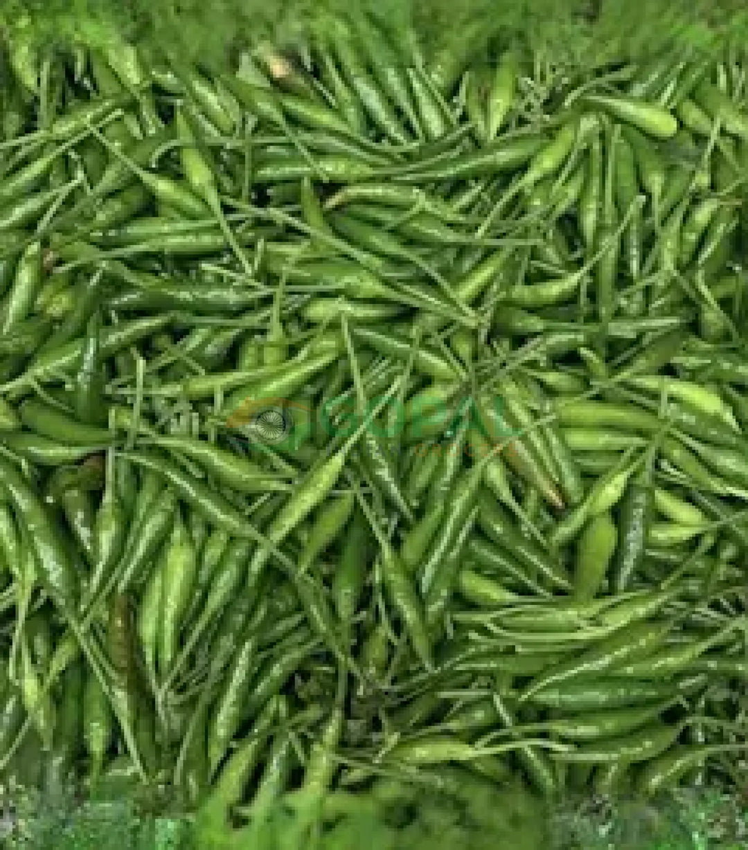 Bird Eye Chilli - Chilli & Herbs
