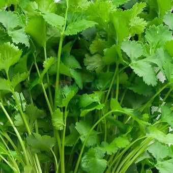 Coriander - Chilli & Herbs