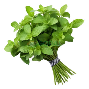 Mint - Chilli & Herbs